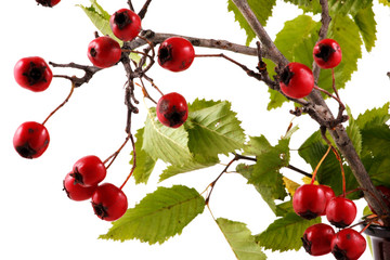 Christmas background