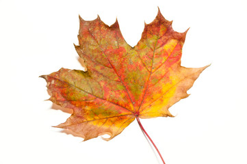 Single yellow and red autumn leaf