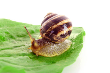 Snail on leaf over white background