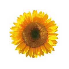 Yellow sunflower isolated
