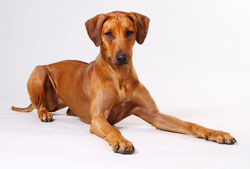 Augeweckter Junghund