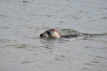 Fototapeta premium Seehund