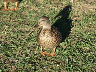 Duck