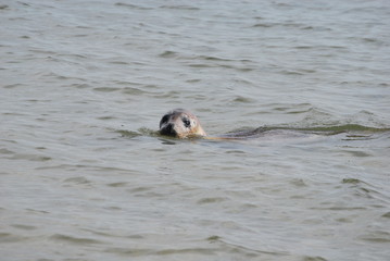 Fototapeta premium Seehund