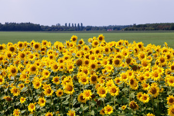 Fototapeta premium Sun flowers in the countryside