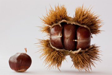 castanea sativa
