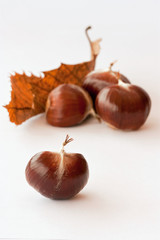 vier kastanien