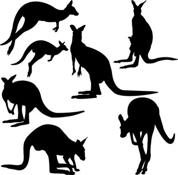 kangaroo silhouette collection - vector