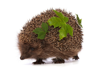 hedgehog with green leafs