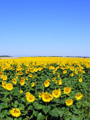 Sunflowers And Blue Sky