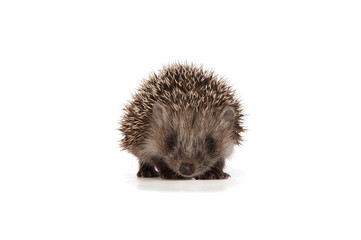 hedgehog