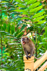 Macaque monkey hanging on a fence