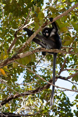 Dusky leaf monkey sitting in a tree