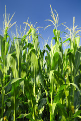 Piante di mais