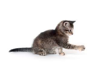 Tabby kitten swinging its paw