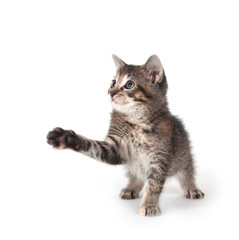 Tabby kitten swinging its paw