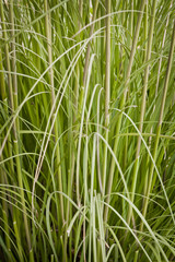 Textura de hierba alta