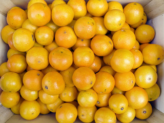 tangerines in box