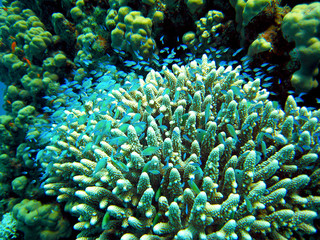Fototapeta na wymiar Z ławica małych ryb koralowych