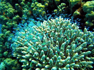 Gordijnen Koralle mit Schwarm kleiner Fische © Bernd Ege
