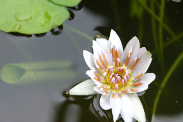 White lotus for buddha worship in a fresh water basin