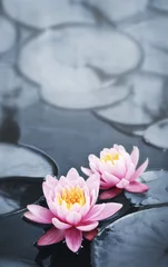 Crédence de cuisine en verre imprimé Nénuphars Fleurs de lotus