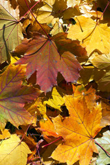 Naklejka na ściany i meble Colorful autumn leaves.