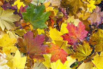 Colorful autumn leaves.