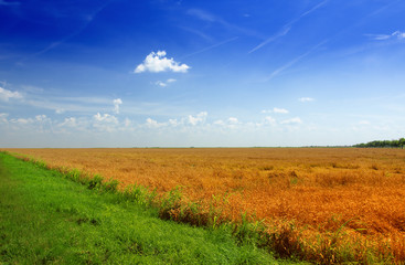 Naklejka premium Wheat field against a blue sky