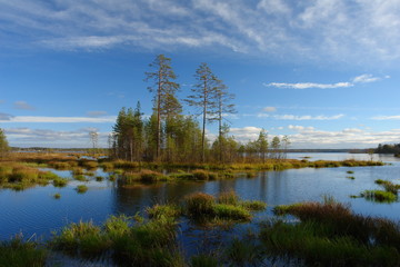 Pine-trees on a lake