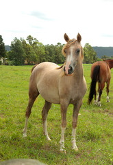 Naklejka na ściany i meble Horses in a field