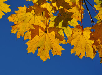 Fototapeta na wymiar Autumn - golden contrast