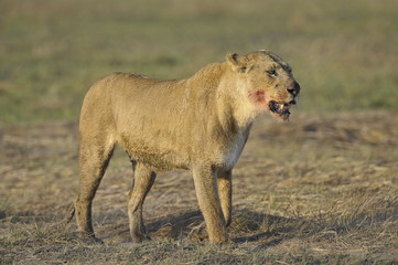 The lioness with a blood-stained muzzle.