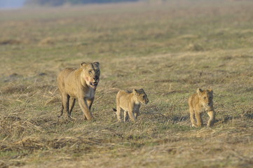 Lioness after hunting with cubs.