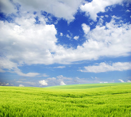 Obraz premium field
