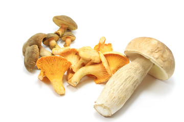 Edible mushroom isolated