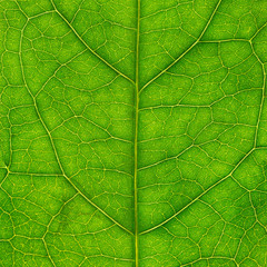 Naklejka na ściany i meble Leaf of a plant