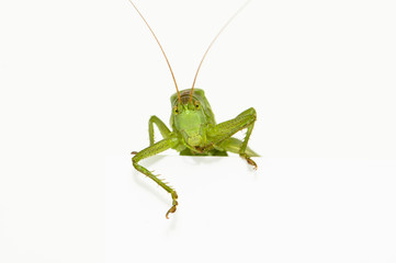 Grasshopper sitting on a blank space watching