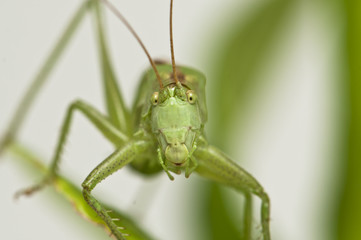 Grasshopper standing on a leaf watching