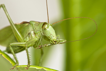 Grasshopper grooming antenna