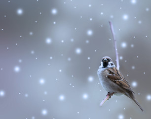sparrow bird in winter