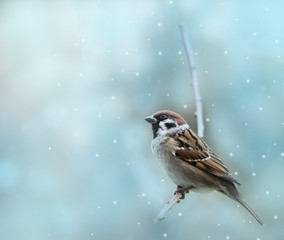 little sparrow bird in winter time