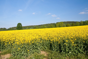 Obraz premium rape field
