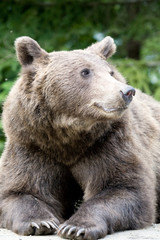 Naklejka premium Wild Bear In The Forest