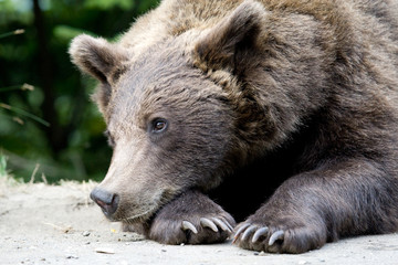 Fototapeta premium Wild Bear In The Forest