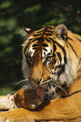 Sumatran Tiger