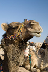 Camel Portrait