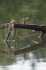 大物ゲット！２