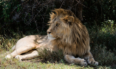 Lion having a rest in a shade.