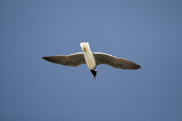 Seagull